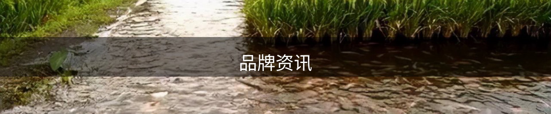 品牌资讯